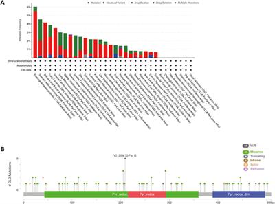 Comprehensive analysis of the cuproptosis-related gene DLD across cancers: A potential prognostic and immunotherapeutic target